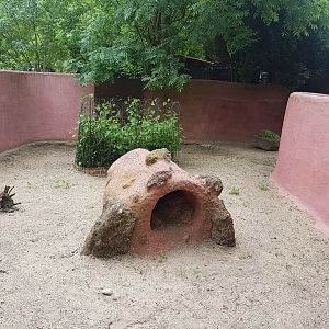 Common wombat outdoor enclosure