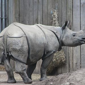 Indian rhinoceros