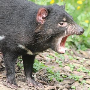 Tasmanian devil
