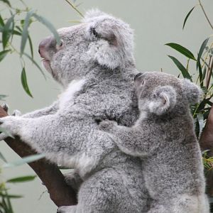 Koala with joey