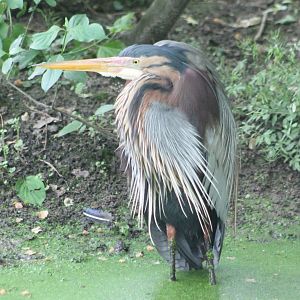 Purple heron