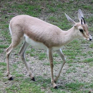 Slender-horned gazelle