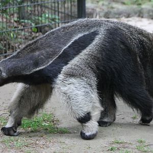 Giant anteater
