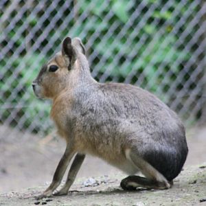 Patagonian cavy