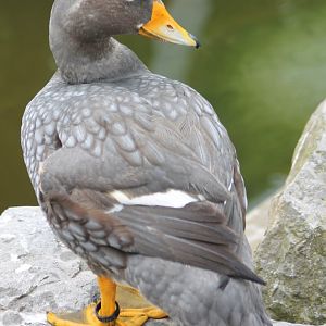 Magellanic steamer duck
