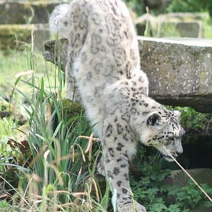Snow leopard