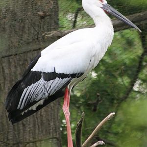 Black-billed stork