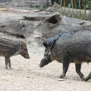 Visayan warty pigs - mother and piglet