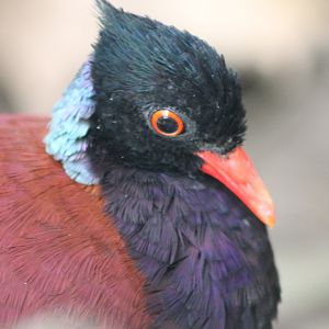 Pheasant pigeon