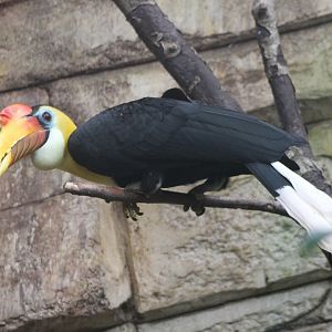 Wrinkled hornbill-male