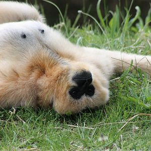 Northern white-cheeked gibbon