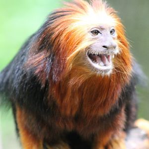 Golden-headed lion-tamarin