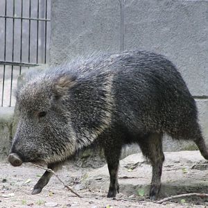 Chacoan peccary