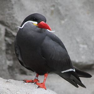 Inca tern
