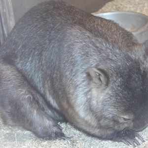 Common wombat