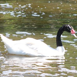 Black-necked swan