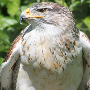 Ferruginous hawk