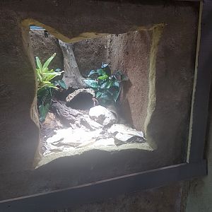 Spirit of the jaguar vivarium