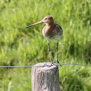 Black-tailed godwit
