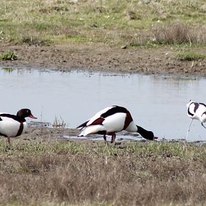 Shelducks and Avocet