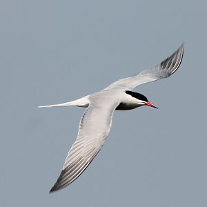 Common tern
