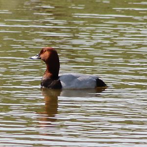 Pochard