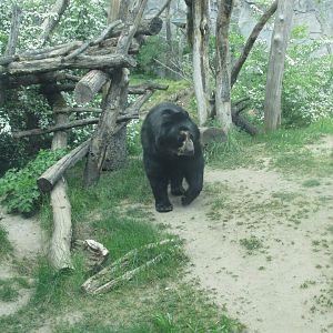 spectacled bear