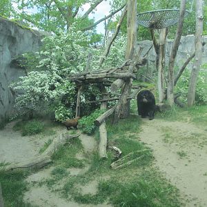 bushdog and spectacled bear