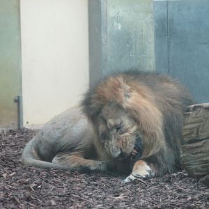 asiatic lion
