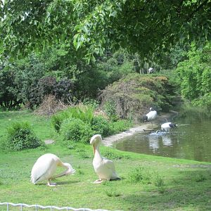 dalmatian pelicans and red crowned cranes