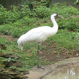 Entrance - Whooping Crane Exhibit