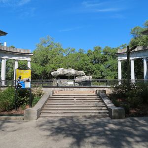 Sea Lions  - Historic Pool