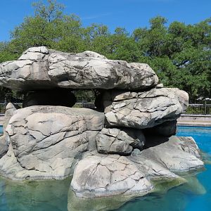 Sea Lions  - Historic Pool
