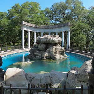 Sea Lions  - Historic Pool