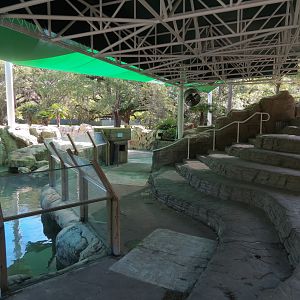 Sea Lions - Newer Pool Viewing Area