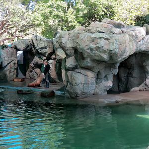 Sea Lions - Newer Pool