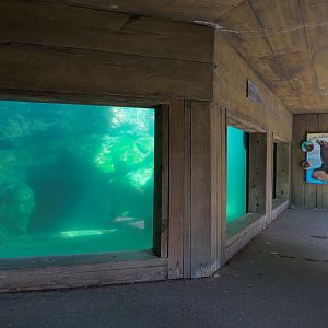 Sea Lions - Newer Pool Underwater Viewing