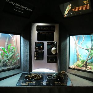 Reptile Encounter - Interior Exhibits