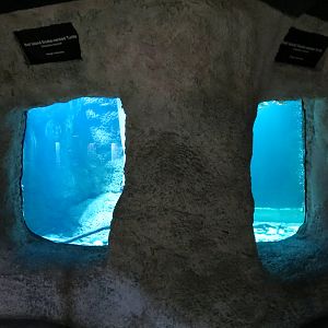 Reptile Encounter - Roti Island Snake-necked Turtle Exhibit