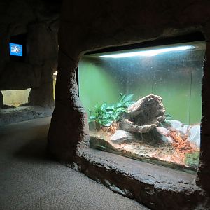 Reptile Encounter - Interior Exhibits