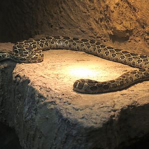 Reptile Encounter - Lance-headed Rattlesnake