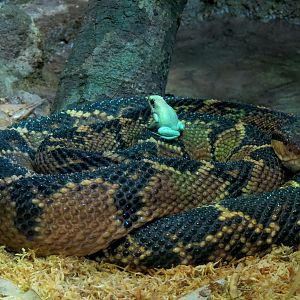 Reptile Encounter - Bushmaster