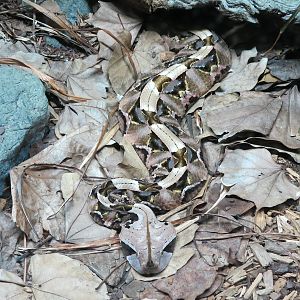 Reptile Encounter - Gaboon Viper