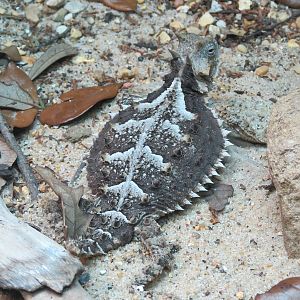 Reptile Encounter - Giant Horned Lizard