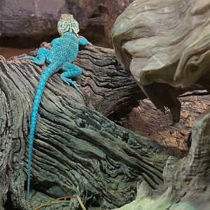 Reptile Encounter - Collared Lizard