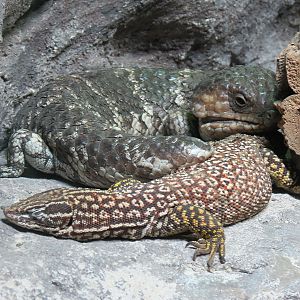 Reptile Encounter - Ridge-tailed Monitor and Shingle-backed Skink