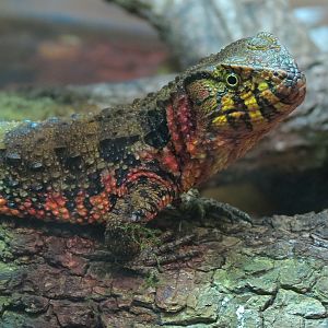 Reptile Encounter - Chinese Crocodile Lizard