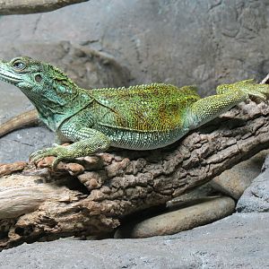 Reptile Encounter - Sailfin Dragon
