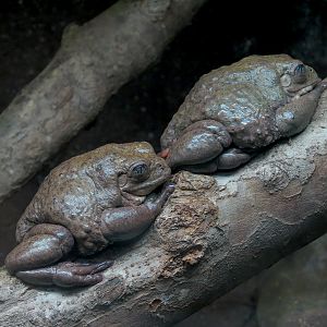 Reptile Encounter - Mexican Dumpy Frog