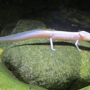 Reptile Encounter - Texas Blind Salamander